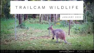 TrailCam Wildlife Australia | January 2022 | Australian Wildlife