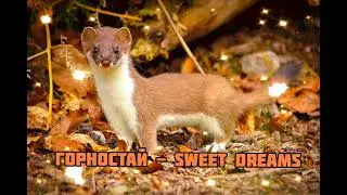 Горностай - Sweet Dreams|Шоу 