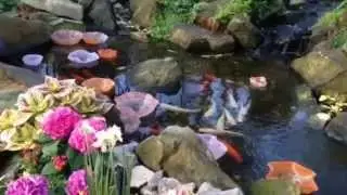Krohn Conservatory Pond