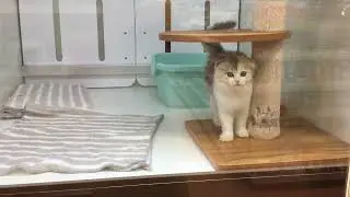スコティッシュフォールド　No.37325  ペットショッププチマリア