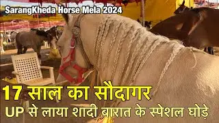UP से आया 17 साल का सौदागर मारवाड़ी काठियावाड़ी मिक्स 17 हॉर्स लेकर | sarangkheda horse market 2024