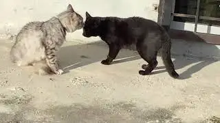 Cats yelling at each other.