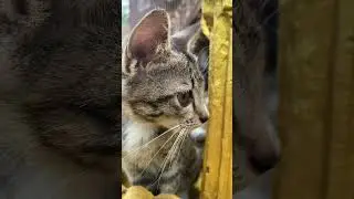 #music #anmals #cat #kitten #cow #cute #cutecat #cuteanimal #puppy #monkey #pets #fy #dog #funny