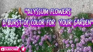 Alyssum/The Perfect Ground Cover Flower #PurpleFlowers #Flowers #live #Plants
