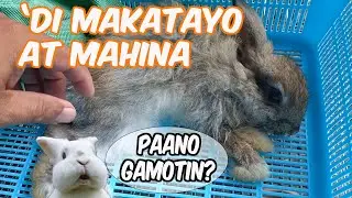 Rabbit Farming | Di Makatayo at Mahina Na Rabbit Paano Gamotin?