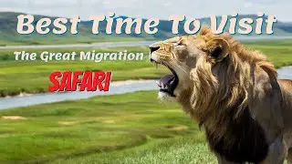 The Great Migration Safari: A Journey of a Lifetime