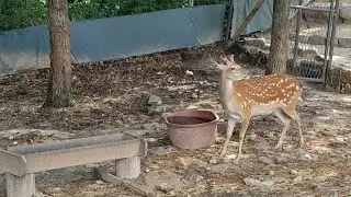 Dream Forest Park & Formosan Deer Farm - Everyday