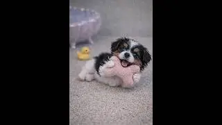 This Tiny Puppy Will Melt Your Heart 🥹&rdquo;#shorts