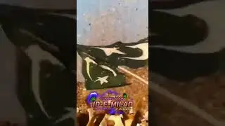 jasne Milad un Nabi. Eid ul miladunnabi 🇮🇳🇮🇳🇲🇷🇲🇷