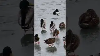 Beautiful Birds relaxing Nature video at the ice River #naturelovers #birds #birdlife