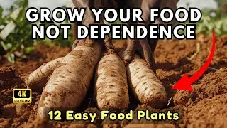 Grow Your Own 12 Simple Food Plants Before You Depend Too Much on Stores
