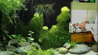 Treating external bacterial infections on skin and gills with sera Phyto med Baktazid