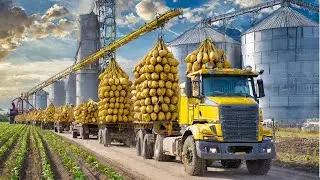 SUGAR Making Process from Sugar beet in Factory Sugar beet Harvesting and Processing 2024