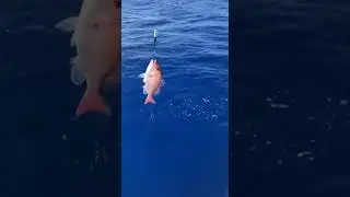 Snapper on! Short Fight, Big Pull 🎣 #PBFishing #SnapperFishing #FishingShorts #SaltwaterFishing #Of