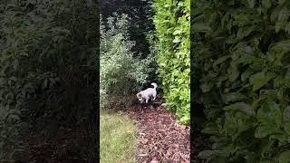 In the summertime 🐕🐾🦴☀️