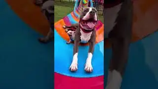 When the small dog thinks he&rsquo;s the boss 😭