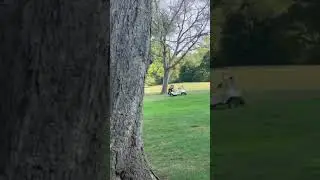 Golf Cart Fails - Runaway golf cart!!