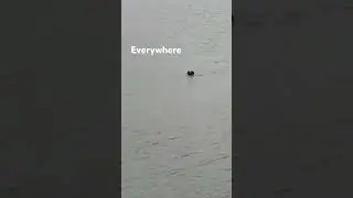 Sea pups #justfishing #fun #fish #viral #video #fyp #seals #cute animals #cute #shorts