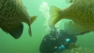 Crustys quarry 5/27, watching fish, scuba diving