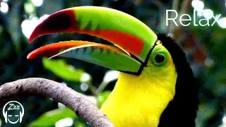 🦎Rainforest Relaxation with audiowave &brvbar; Tropical Jungle Ambient Sounds &brvbar; Fantastic Soothing SoundZzz