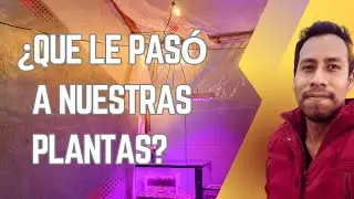 &iexcl;Regresamos! - &iquest;Qu&eacute; pas&oacute; con nuestras plantas? #Carnifans #PlantasCarnivoras #CarnivorousPlants