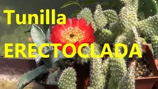 JayK  Channel: Tunilla erectoclada