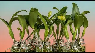 This Secret Spice Will Revive Any Orchid & Make it Bloom Forever!