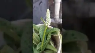 Leopard plant #garden #gardening #terracegarden #india #chennai #plants #agriculture #farm #2023