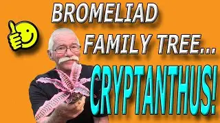 Bromeliad Family  Tree: Cryptanthus!