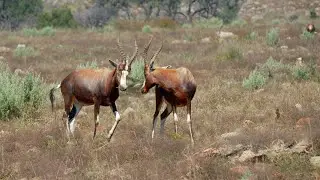 Blesbuck rams greet one another