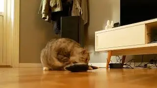 Dancing Fish Catnip Kicker Toy - Dancing Fish Video