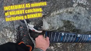 INCREDIBLE 45 minutes of HALIBUT catching, including a DINNER!