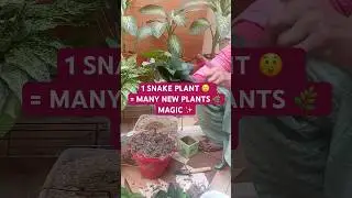 एक Snake Plant से बनाएं बहुत सारे नए पौधे 🌿  Cutting से आसान तरीका | Home Gardening