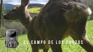 FOTOTRAMPEO | El campo de los corzos - Orkatzen zelaia | Fauna Navarra