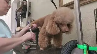 Grooming Diesel