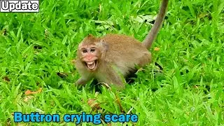 Crying by shocking and scare, Little monkey Button got terrible bite by young male monkey bite warn