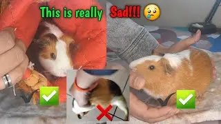 correct way to pick up /handle guinea pig