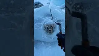 Frozen in Silence: Hyper-Realistic Turtle Rescue Trapped in Ice