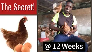 How To Raise Isa Brown chicks for Egg production -Layers Farming