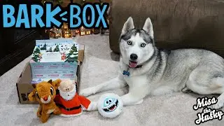 December BarkBox Unboxing