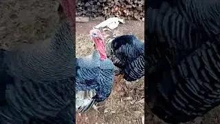 guajolotes #viral #campo