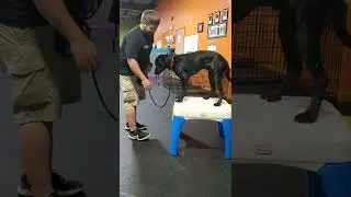 Creative Puppy Tricks