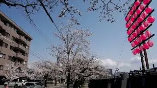 SAKURA at ASUWA river right side 2025.