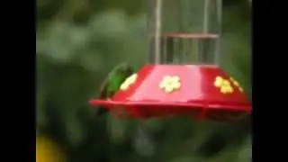 Berylline Hummingbird, Grand Marais, MI, 19 September 2014