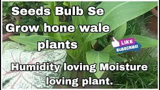 Seeds Bulb se Grow hone wale plants, Humidity loving & Moisture Loving Plant. #gardening #plants