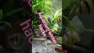 winter care🦈🐠 #fish#winter#wintercare#aquarium#aquaticpets#petcare