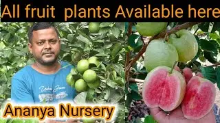 Ananaya Nursery Part-3 | All type Fruit Plants Available here | Fruit Plant Nursery | Indias Farming
