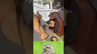 Dogs Scared Fails 🤣🤣 #funny #animalfails #viral #shorts #comedyvideos