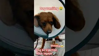 Dog Vomiting 🤒💉 | Emergency Injection & Drip 💦🥹 | Pet Clinic Vlog 🏥🐶 #shorts #viral #minivlog #viral