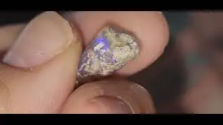 Dino tooth Lightning Ridge Australia